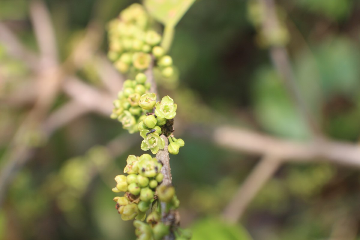 Casearia zeylanica (Gaertn.) Thwaites